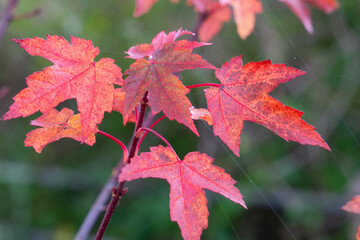 Wall Mural - close-up of beautiful autumnal red acre leaves