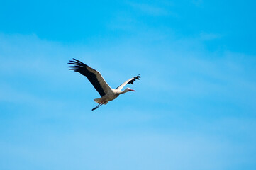 The photo shows a stork flying against a blue sky