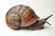 © Salander Studio - a giant snail on a white background