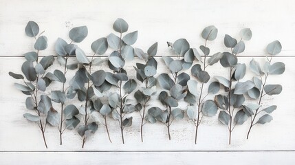 Eucalyptus branches, white background. Generative AI