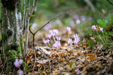 Poster - cyclamen flowers growing