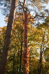 Wall Mural - Old pine trees in the park entwined with plants in autumn