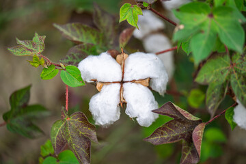 Wall Mural - field of ripe cotton ready