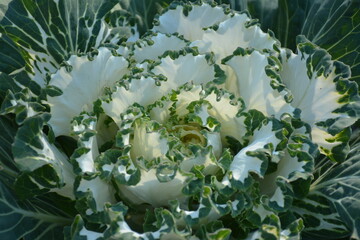 Wall Mural - Ornamental white green cabbage (brassica oleracea) close up