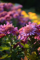 Wall Mural - Delicate pink chrysanthemums on a blurred yellow background