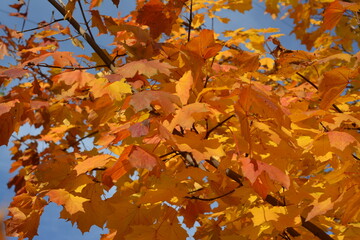 Wall Mural - Large maple tree with yellow leaves on a clear autumn day