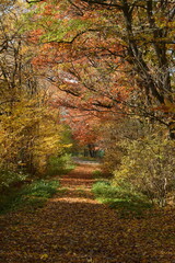 Wall Mural - Beautiful autumn landscape with colorful trees, green grass and fallen leaves