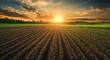 © oksa_studio - Sunset over a lush green field, showcasing rows of crops and a vibrant sky filled with clouds
