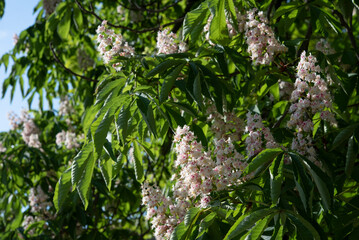 Horse Chestnut, Aesculus hippocastanum. Spring blooming close up.