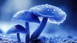 © วรรณภา มะโนศรี - Blue Mushrooms with Raindrops on a Foggy Background