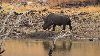 Wall Mural - A 4K High Res clip of a rhino walking through the bushveld, moving steadily through the rugged landscape, showcasing its strength and natural behavior in the wild. Taken during a Safari Game Drive