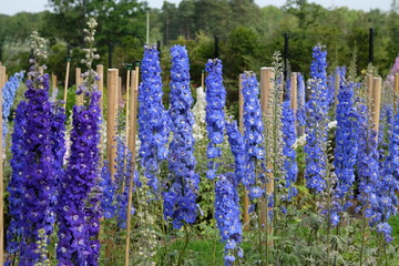 Dark blue and white Delphinium ‘Candle Blue Shades’ in flower