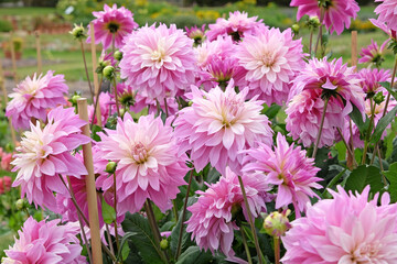 Lilac purple and cream dinnerplate decorative dahlia ‘Labyrinth Two Tone’ in flower.