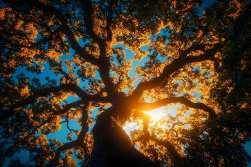 Wall Mural - Sunlight Through Tree Branches, sky, blue, green, nature, forest