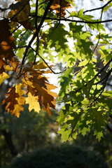 autumn leaves in the forest