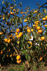 Poster - persimmon in farm