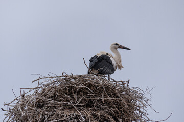 A stork guarding the nest.