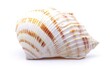 © Anton - Spiral seashell with orange stripes on white