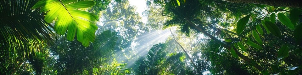 Wall Mural - sunlight piercing through lush green rainforest canopy