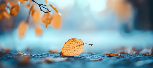 Wall Mural - Autumn background leaf sky outdoors.