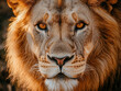 © Channarong - Close up portrait of majestic lion with sunlit golden fur, showing intense gaze