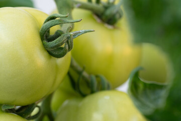 Poster - Green homegrown garden tomatoes in spring