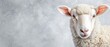 © Janis - A tight shot of a sheep's face against a gray backdrop, featuring a white wall in the distance