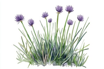 Wall Mural - Watercolor painting showcases a chive plant with delicate purple flowers, ideal for seed packaging or botanical illustrations