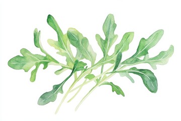 Wall Mural - Watercolor painting showcasing a vibrant arugula plant, ideal for seed packaging or food-related designs