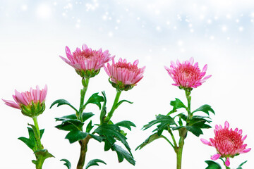Wall Mural - colorful chrysanthemum flowers on a background of the autumn landscape