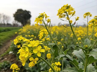 field of yellow flowers generative ai