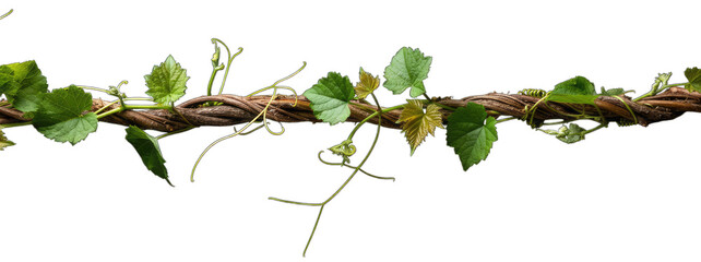 A twisting vine with lush green leaves composition on transparent background, PNG, design element, macro view close up Generative AI
