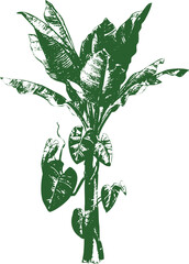 trees and plants vectors are isolated on a white transparent background. tropical trees vector image