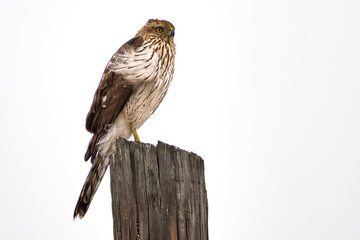 Cooper's hawk, Astur cooperii, sitting atop a pole looking for food in Central Texas.