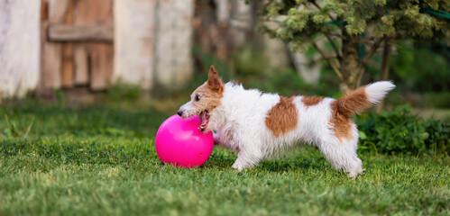 Wall Mural - Playful jack russell terrier dog playing with her toy ball in the grass, pet banner