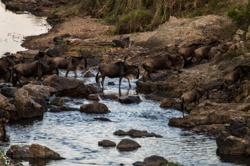 Wall Mural - Die Wanderung der Gnus 