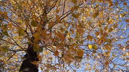 Wall Mural - The wind sways the branches of a tree with autumn leaves against the background of the sky