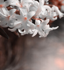 Wall Mural - Smoke White hyacinth flower twig. Fog nature blur beige background.