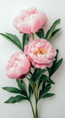 Wall Mural - Pink peonies with lush green leaves arranged neatly on a light background