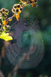 © Mircea Costina - Spider web with dew in the morning light