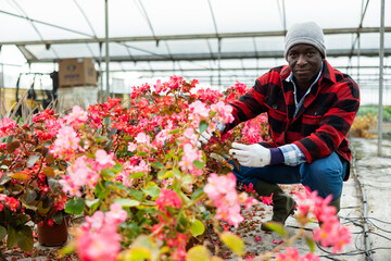 Wall Mural - Hardworking african american farmer working in a greenhouse checks begonia semperflorens in pots for the presence of flower ..disease