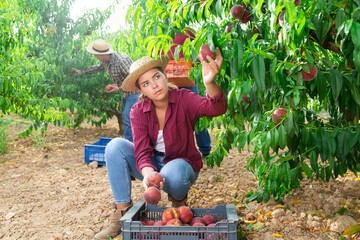 Wall Mural - African-american man, European man and young woman picking peaches in garden.