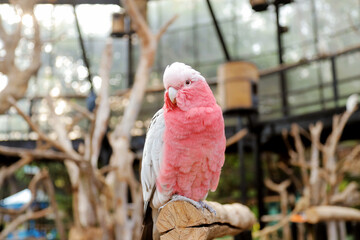 Galah Cockatoo Sitting on Branch in Big Bird Aviary Against Nature Background