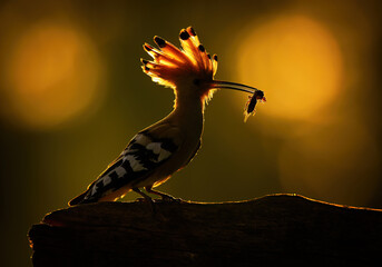 Wall Mural - eurasian hoopoe bird in early morning light ( upupa epops )