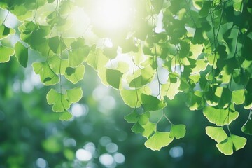 Wall Mural - Sunlight filtering through fresh green ginkgo biloba leaves