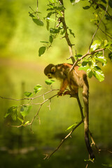 Wall Mural - a squirrel monkey perched on a tree branch. Monkeys in their enclosure at the zoo. An animal in captivity.	