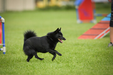 Wall Mural - Dog is running in grass. She has so nice face. She is so patient model.	