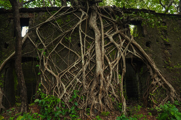 Yashwantgad Fort in Redi, Maharashtra, near the Maharashtra-Goa border. Green roots of trees grows on the old walls