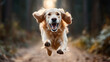 © Natalia - Golden retriever running joyfully along a forest path with its ears flapping and mouth open under a warm, glowing sunlight.