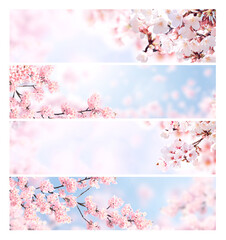 Leinwandbilder - Set of horizontal banner with sakura flowers of white and pink colors. Collection of beautiful nature spring background with a branch of blooming sakura. Hanami time in Japan